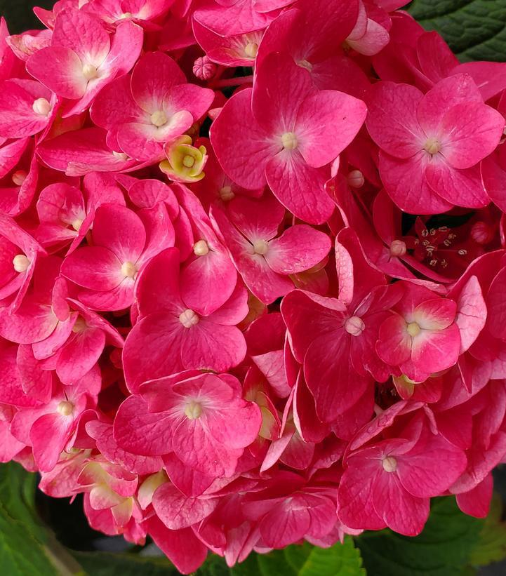 3G Hydrangea mac. 'Endless Summer Blushing Bride' Endless Summer® Blushing Bride® Hydrangea: Patent PP17169 1007503 (Bigleaf Mophead)