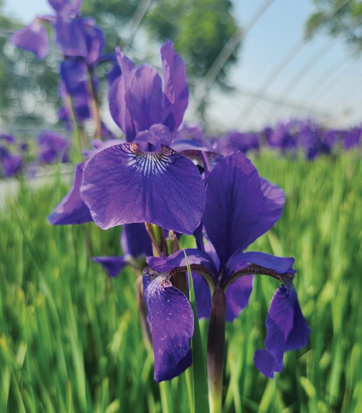 1G Iris sibirica 'Caesars Brother' Caesars Brother Siberian Iris 1000925