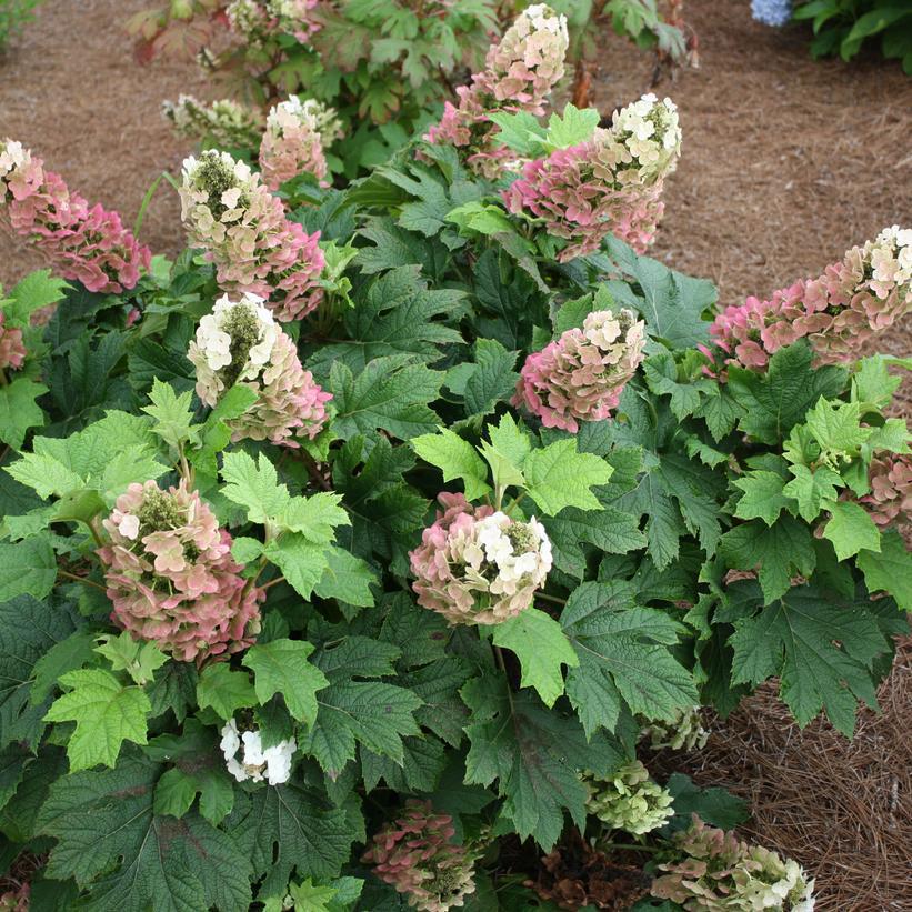 3G Hydrangea quercifolia 'Jetstream' Jetstream™ Oakleaf Hydrangea 1009698