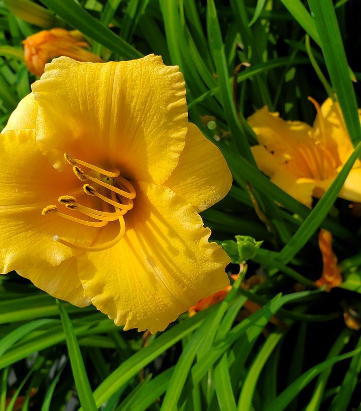 2G Hemerocallis 'Apricot Sparkles' Apricot Sparkles Daylily: Patent PP13,223