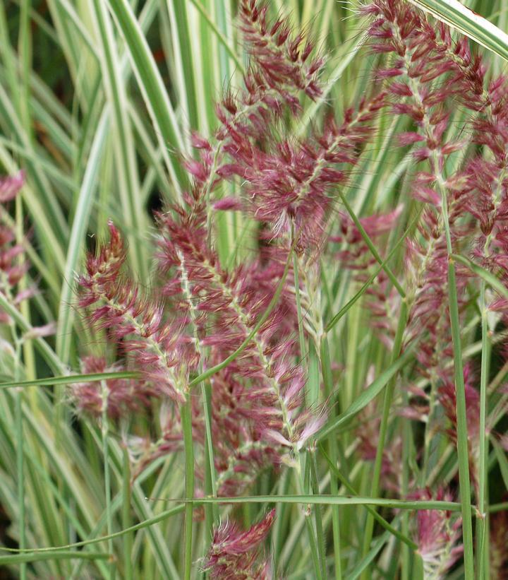 2G Pennisetum orientale 'Karley Rose' Karley Rose Fountain Grass: Patent PP12,9091002400