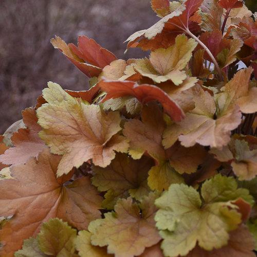 1G Heuchera hybrid Dolce® 'Toffee Tart' Toffee Tart Coralbells: Patent PPAF 1013691