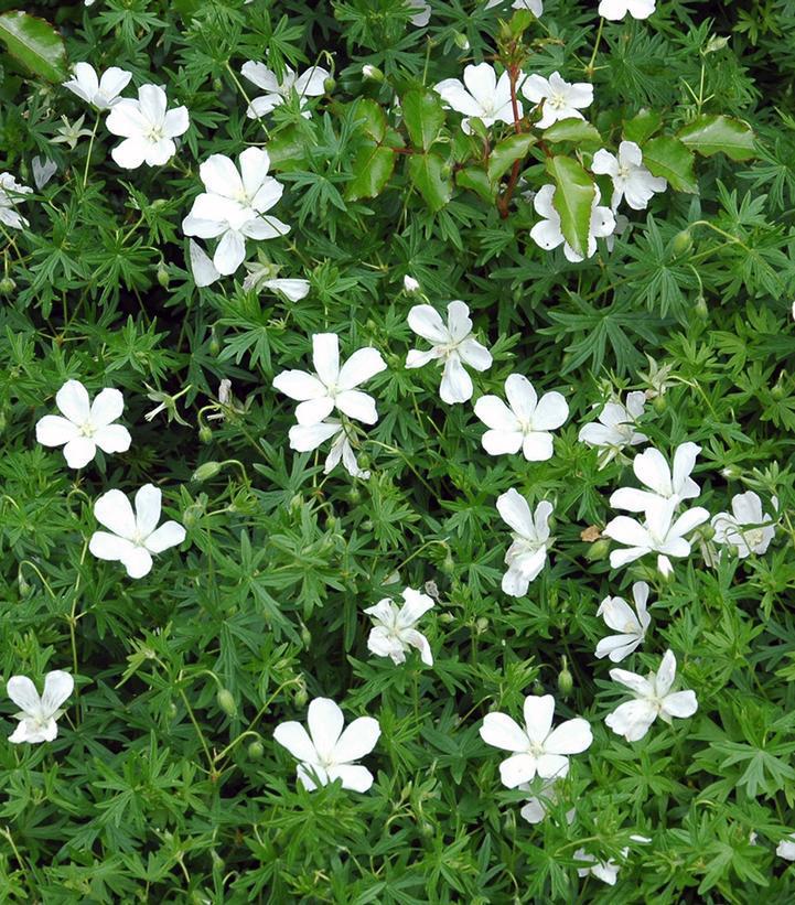 1G Geranium sanguineum 'Album' White Cranesbill Geranium 1000760