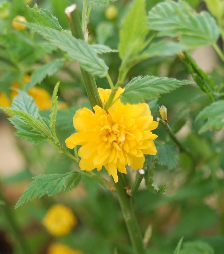 2G Kerria japonica Pleniflora Japanese Kerria 1001097