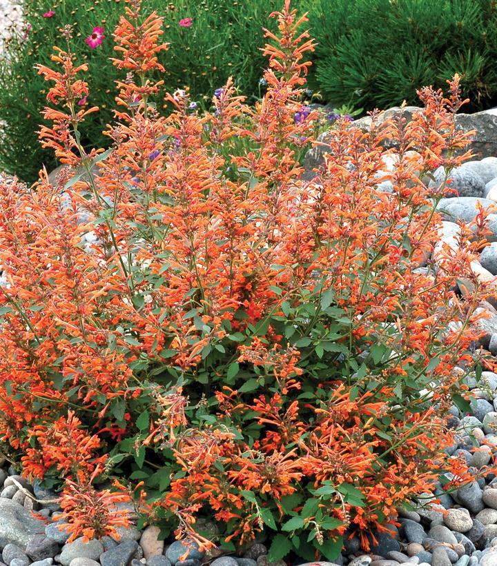 1G Agastache 'Kudos Mandarin' Kudos™ Mandarin Hummingbird Mint: Patent PP25,381 (Hummingbird Mint, Hyssops) 1015279