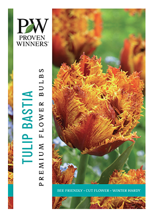 Netherland Bulb - Tulip Bastia 12/+ cm - 6505900102
