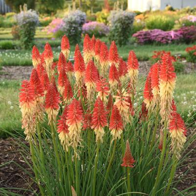 1G Kniphofia hybrid Pyromania 'Rockets Red Glare' Rockets Red Glare Red Hot Poker: Patent PP30,772 (Torch Lilly) 1011653