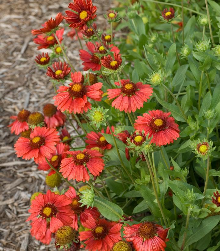 1G Gaillardia aristata 'Burgundy' Burgundy Blanket Flower 1005544