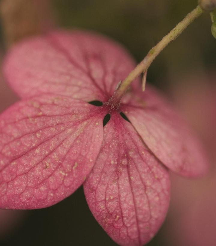 7G Hydrangea pan. 'Pink Diamond' - Tree Form Pink Diamond Panicle Hydrangea 1009285