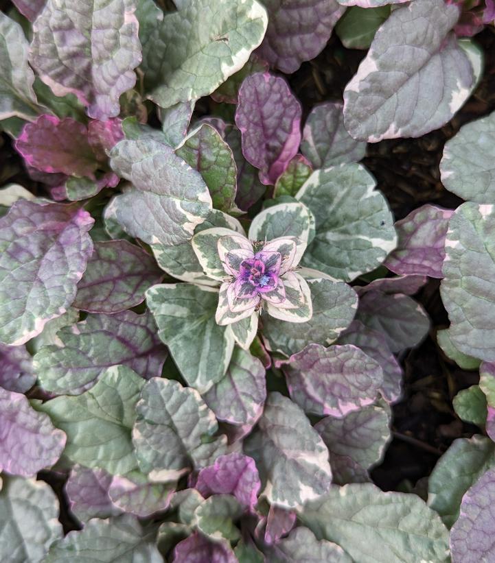 3" Ajuga Reptans 'Burgundy Glow' Bugleweed - 1002853
