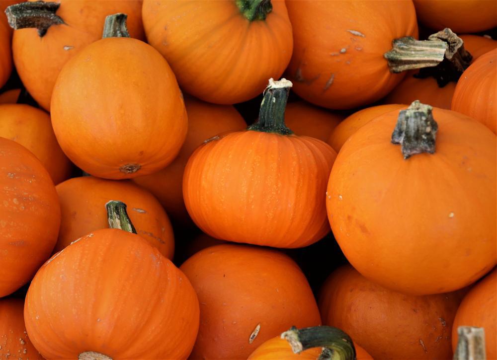 Orange Sugar Pumpkin on Big Scale