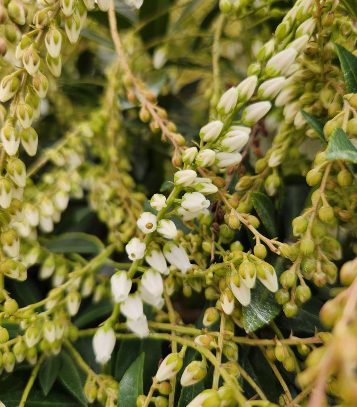 3G Pieris Japonica 'Mountain Fire' Mountain Fire Andromeda 1000472