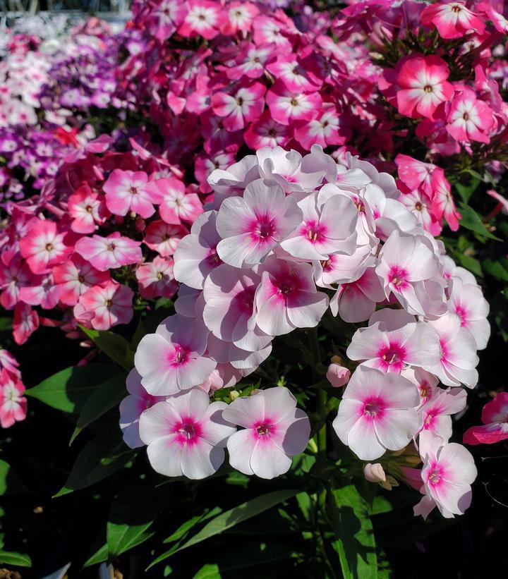 1G Phlox Volcano® 'Medley' Medley Garden Phlox 1008283