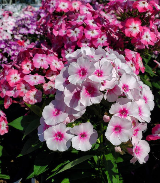 2G Phlox Volcano® 'Medley' Medley Garden Phlox 1008284