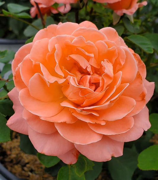 3G Rosa x 'Reminiscent Coral' ('BOZFRA221') Reminiscent® Coral Rose: Patent PP34,963