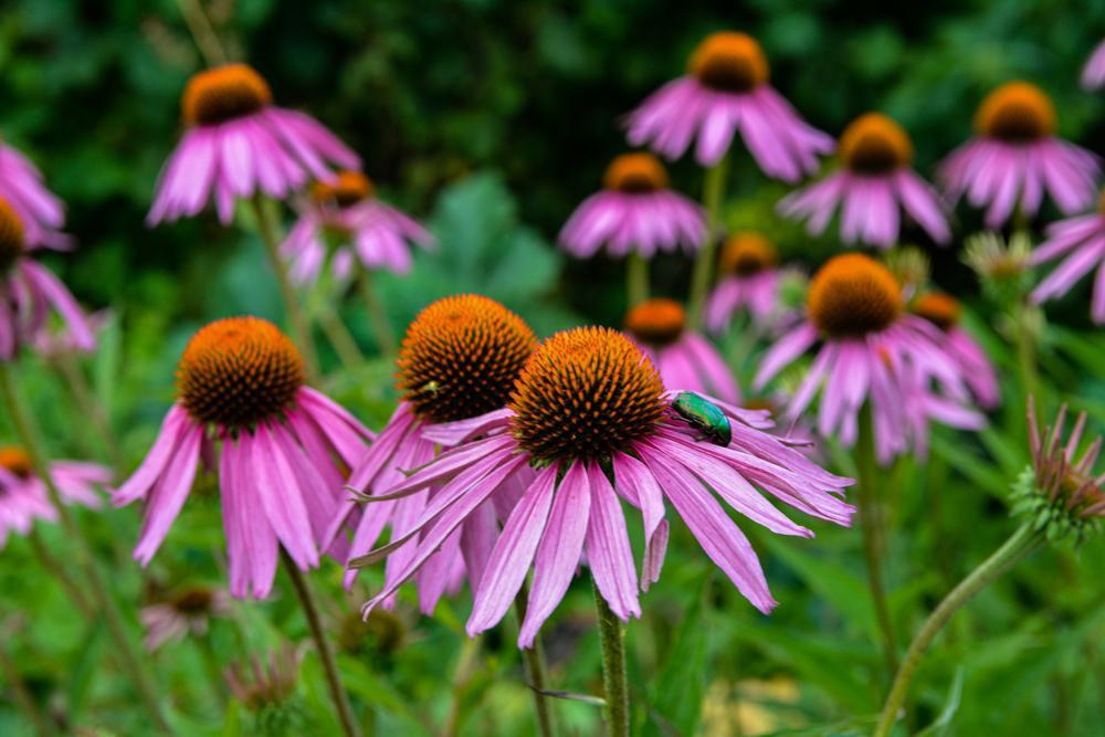 2G Echinacea purpurea Purple Coneflower 1012062