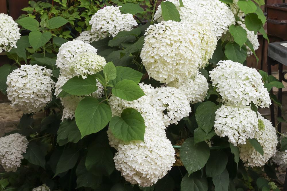 3G Hydrangea arborescens 'Incrediball' ('Abetwo') Incrediball® Hydrangea: Patent PP20,571 1004267