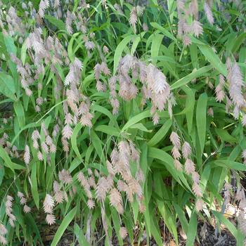 1G CHASMANTHIUM LATIFOLIUM AB (Northern Sea Oats) 1003457