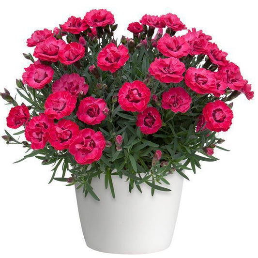 4.5" - Dianthus - Early Love DISSVF