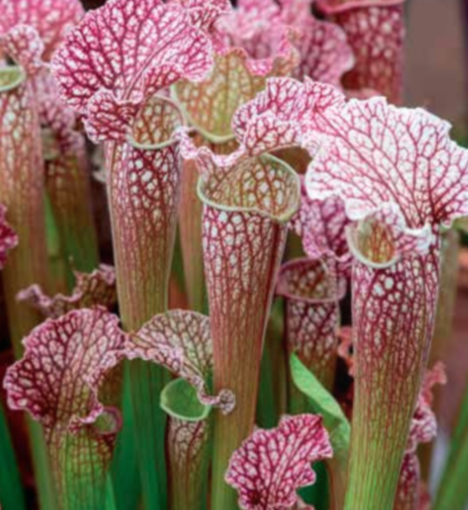 Netherland Bulb Company - 3.5" SARRACENIA (VELVET) (Pitcher Plant) Marginal 5140106312