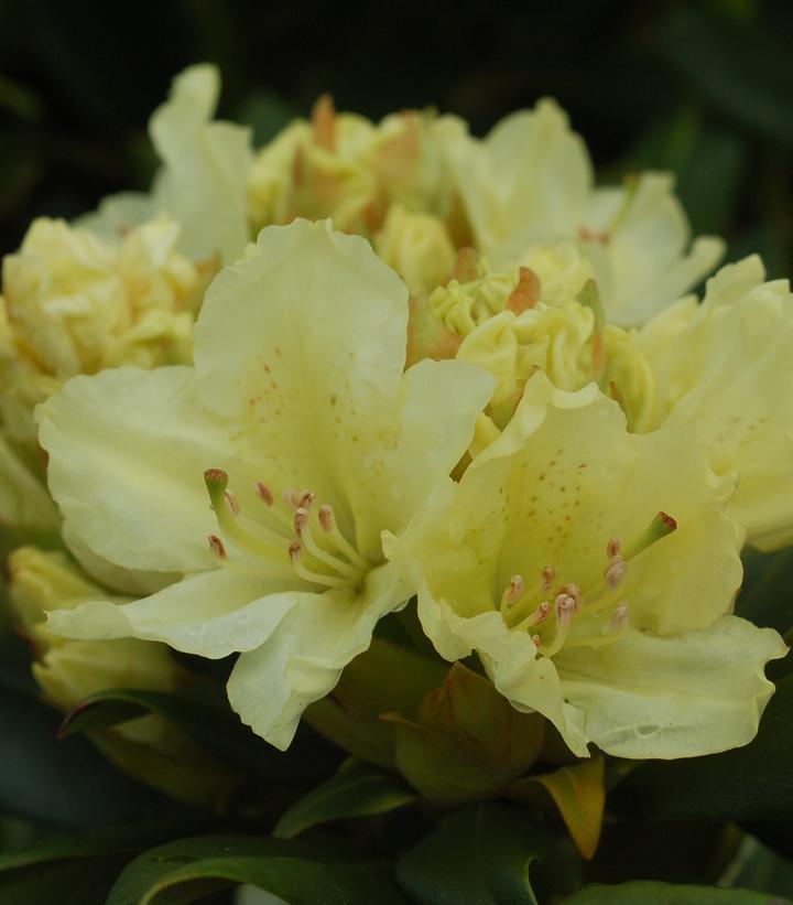 5G Rhododendron 'Capistrano' Capistrano Rhododendron 1002046