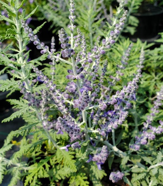 2G PEROVSKIA ATRIPLICIFOLIA Russian Sage 1000952