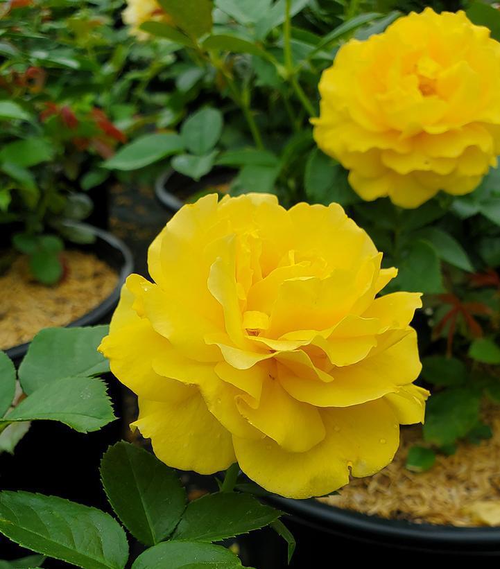 3G Rosa Easy-to-Love® 'Julia Child' ('Wekvossutono') Julia Child™ Floribunda Rose: Patent PP18,473 1005794