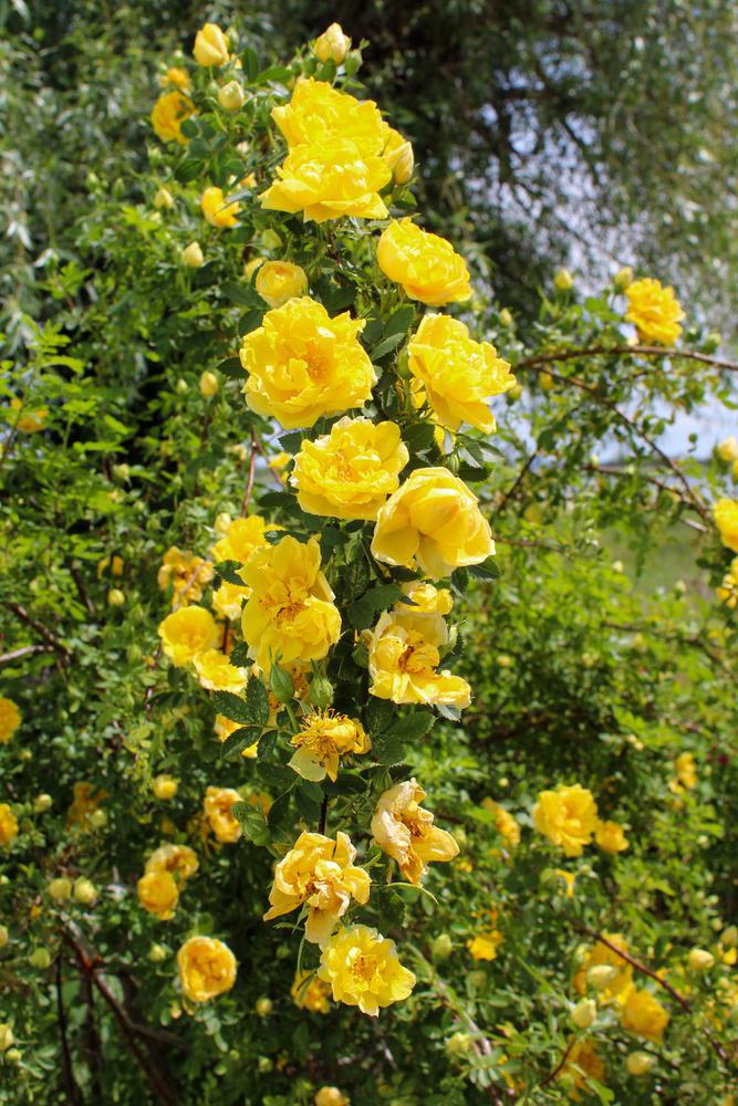 3G Rosa 'Golden Showers' Golden Showers Climbing Rose (Yellow) 1002667