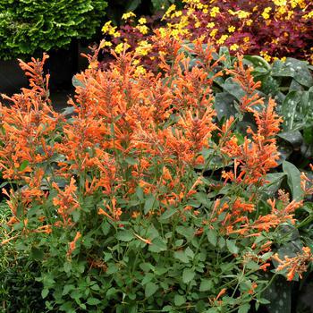 8" Agastache Kudos™ Mandarin Kudos™ Mandarin Hummingbird Mint: Patent PP25,381 (Anise Hyssop) 1010832