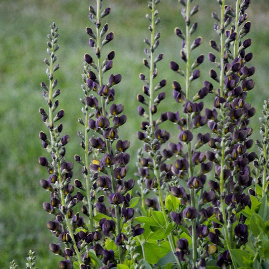 1G Baptisia Decadence® 'Dark Chocolate' Dark Chocolate False Indigo: Patent PP30,959 1010686