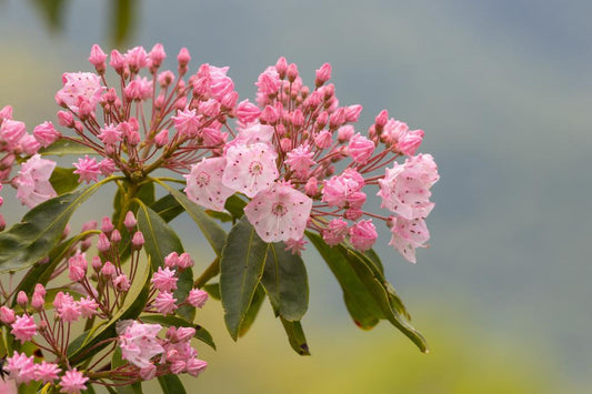 3G Kalmia lat. 'Tinkerbell' Tinkerbell Mountain Laurel