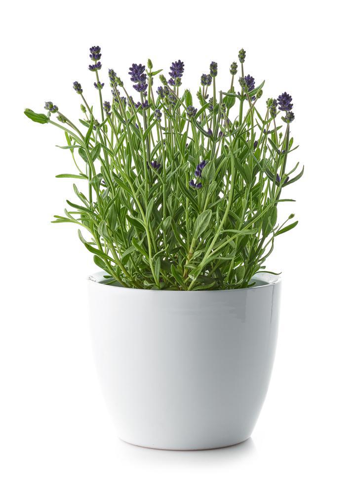 4" Herb - Lavandula - Munstead (English Lavender)