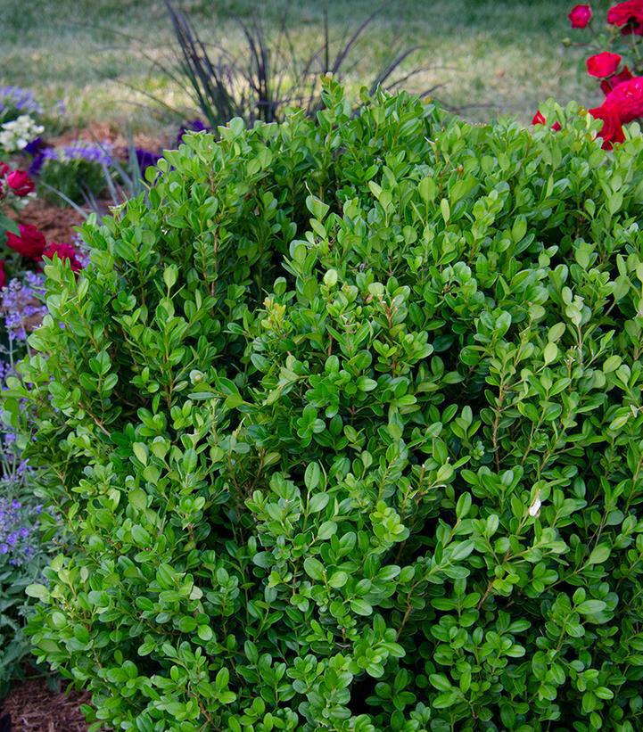 3G Buxus NewGen 'Freedom' ('SB300') NewGen Freedom® Boxwood 1012975