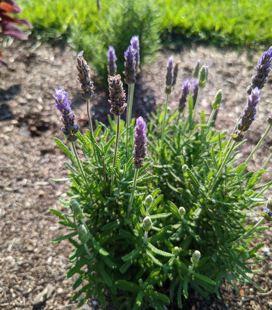 8" Lavandula angustifolia 'Imperial Gem' Imperial Gem English Lavender 1013254