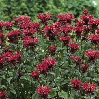 2G Monarda 'Raspberry Wine' Raspberry Wine Beebalm 1008414