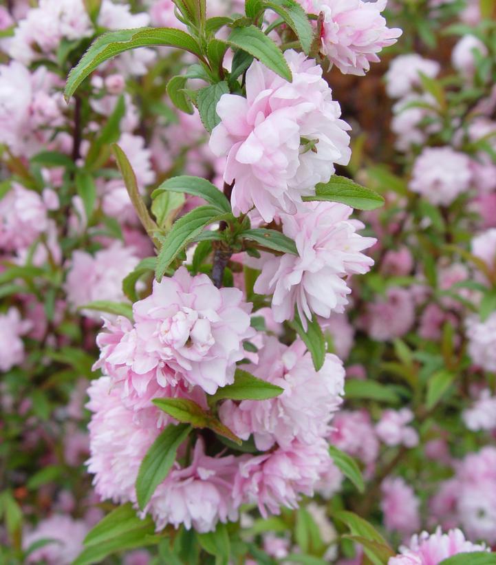 3G PRUNUS GLANDULOSA `ROSEA` (Dwarf Flowering Almond) Pink Flowering Almond 1000146