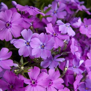 1G Phlox subulata 'Spring Purple' Spring Purple Moss Phlox (Creeping Phlox) 1010911