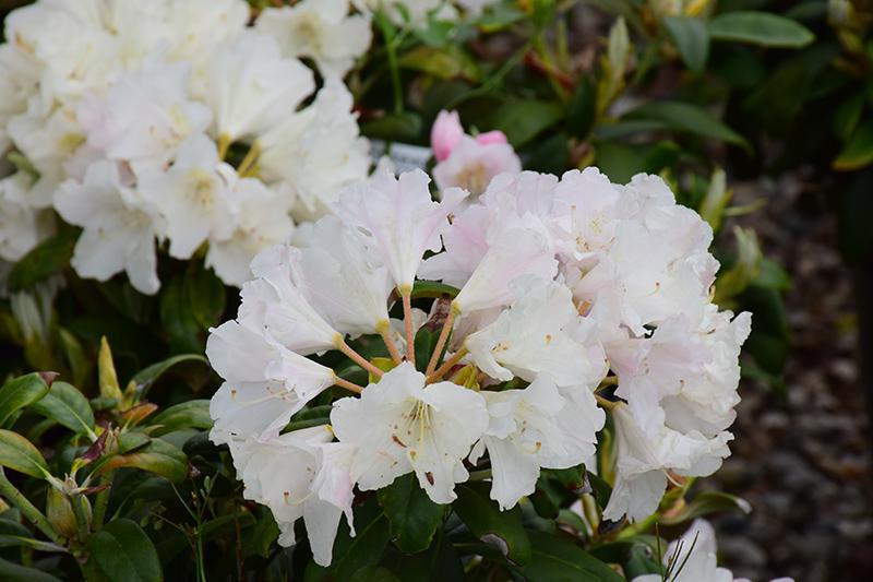 3G Rhododendron yak. 'Princess' Yaku Princess Rhododendron 1000443