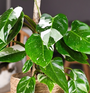6" HB Philodendron White Princess Hanging Basket