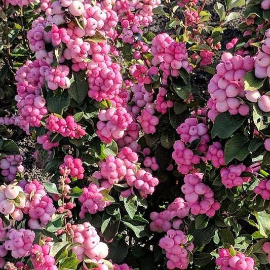 3G Symphoricarpos door. 'Pinky Promise' ('Kolmpica') Pinky Promise™ Snowberry: Patent PPAF 1012993