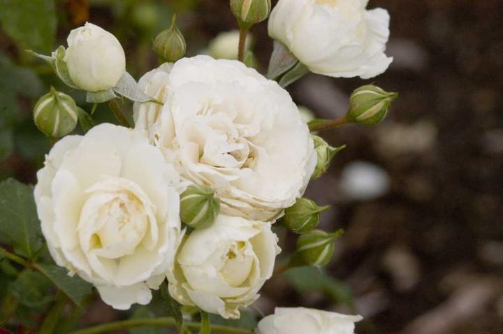 2G Rosa Easy Elegance® 'Snowdrift' Snowdrift Rose: Patent PP19,036 1012265