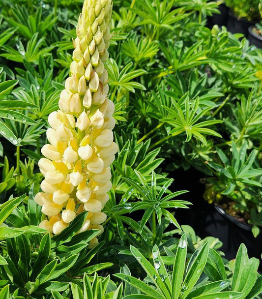 1G Lupinus p. lupini 'Yellow Shades' Yellow Shades Lupine 1012274