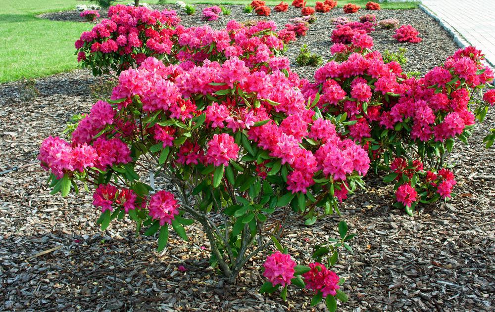 3G Rhododendron cat. 'Nova Zembla' Nova Zembla Rhododendron (Evergreen) 1000100