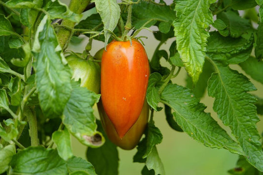 Tomatoes San Marzano Heirloom Italian Plum/Paste  (Local, Hollis, NH) by the pound