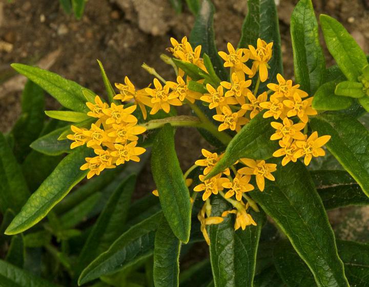 1G ASCLEPIAS TUBEROSA `HELLO YELLOW` (Butterfly Milkweed) AB 1008606