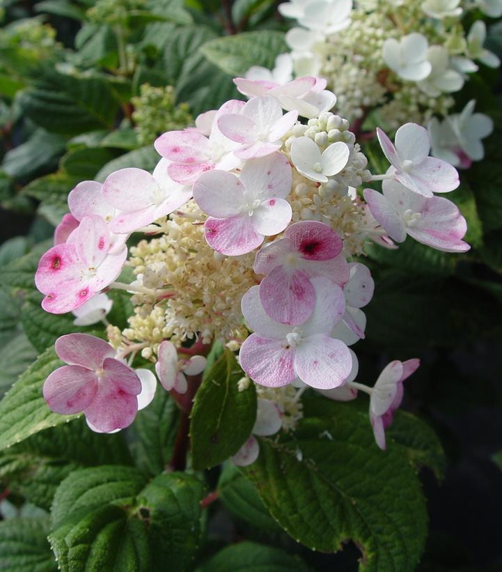 2G Hydrangea pan. Little Quick Fire® ('SMHPLQF') Little Quick Fire® Panicle Hydrangea 1006553