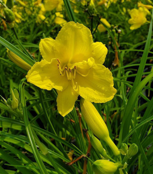 1G Hemerocallis 'Happy Returns' Happy Returns Daylily 1000372