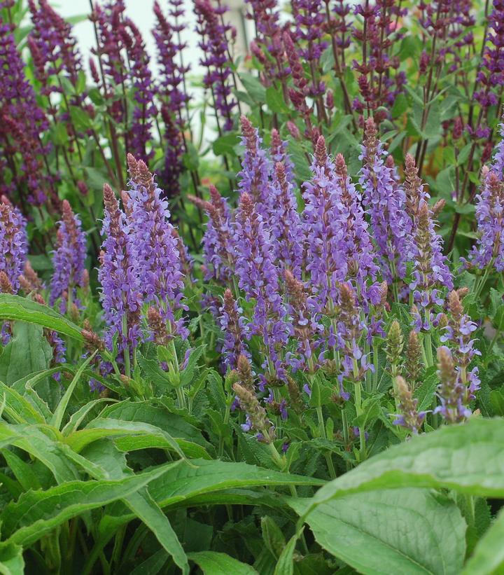 1G Salvia x sylvestris 'Blue Hill' ('Blauhügel') Blue Hill Wood Sage 1000594