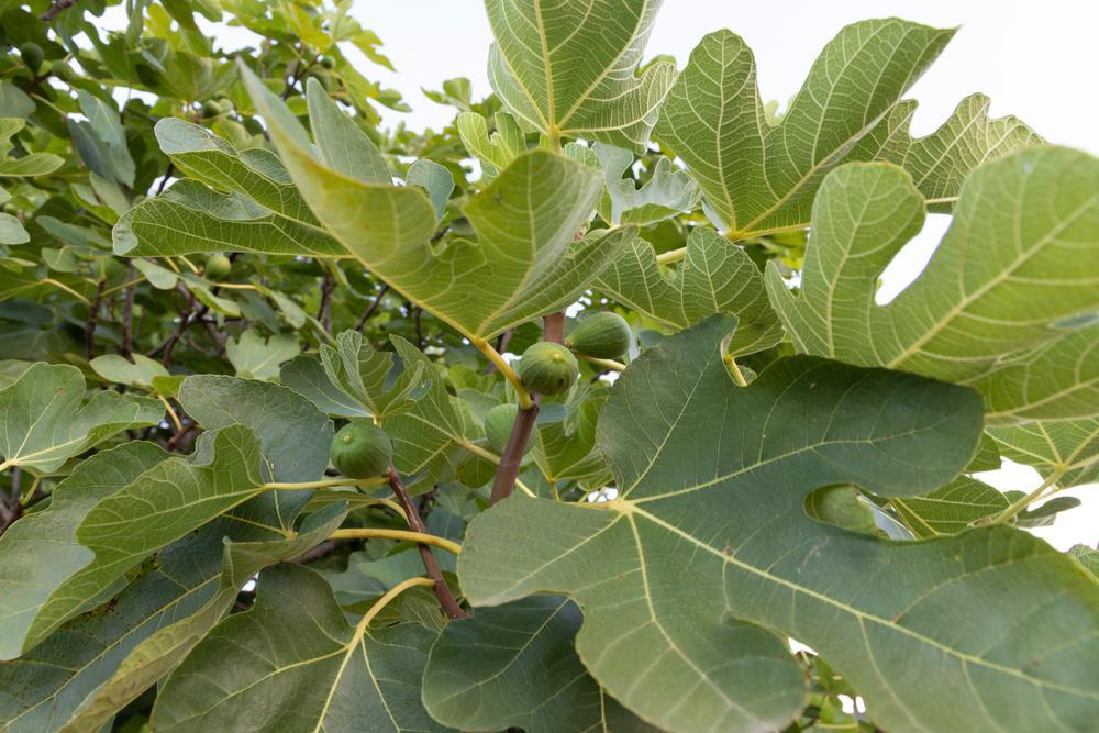 2G FICUS CARICA `FIGNOMINAL` ('PT-DF-14') Fignomenal Fig: Patent PPAF 1015002