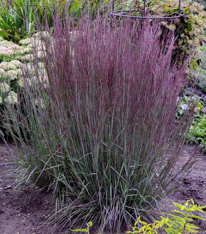 1G Schizachyrium scoparium Prairie Winds® 'Blue Paradise' Blue Paradise Little Bluestem: Patent PPAF 1008871